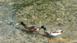encore des canards